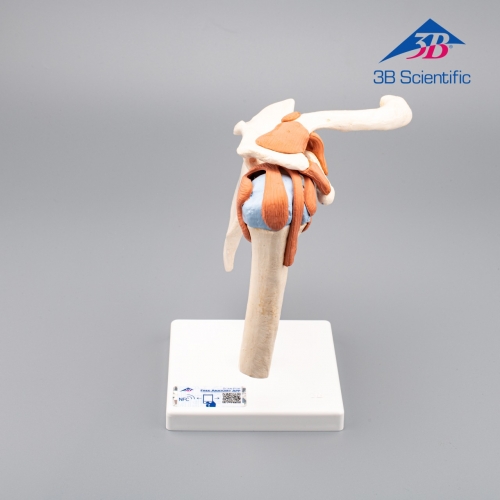 3B Scientific 어깨모형/견관절 모형  A80 Functional Shoulder Joint [1000159]