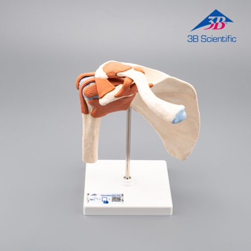 3B Scientific 어깨모형/견관절 모형  A80 Functional Shoulder Joint [1000159]