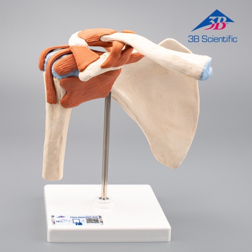 3B Scientific 어깨모형/견관절 모형  A80 Functional Shoulder Joint [1000159]