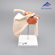 3B Scientific 어깨모형/견관절 모형  A80 Functional Shoulder Joint [1000159]