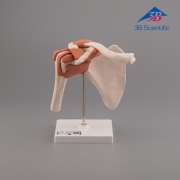 3B Scientific 어깨모형/견관절 모형  A80 Functional Shoulder Joint [1000159]
