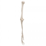 3B Scientific 팔 골격 모형 Arm Skeleton A45 [1019371]