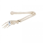 3B Scientific 팔 골격 모형 Arm Skeleton A45 [1019371]