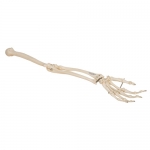 3B Scientific 팔 골격 모형 Arm Skeleton A45 [1019371]