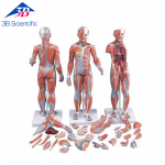 실물크기 ½ 양성 전신근육모형, 33파트분리 1/2 Life-Size Complete Dual Sex Muscle Figure, 33-part B55 [1000210]