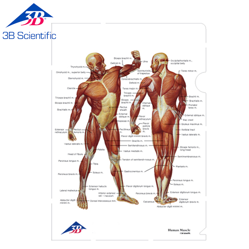 (Human Muscle) 근육 L-홀더 고투명 화일