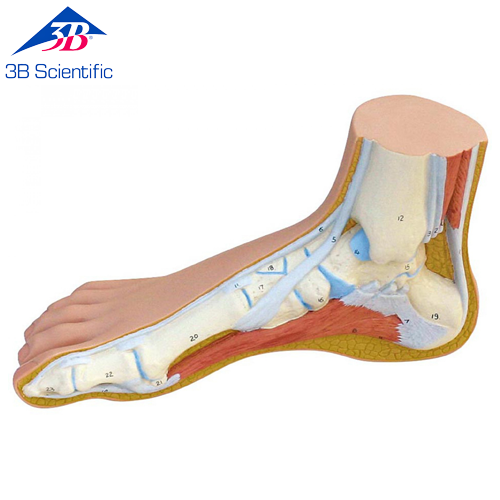 정상발 모형 Normal Foot M30 [1000354]