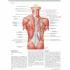 THE NETTER COLLECTION OF MEDICAL ILLUSTRATIONS: 근육뼈대계통 (3권 Set)