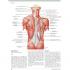 THE NETTER COLLECTION OF MEDICAL ILLUSTRATIONS: 근육뼈대계통 (3권 Set)