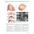 THE NETTER COLLECTION OF MEDICAL ILLUSTRATIONS: 신경계통 (2권 Set)