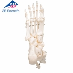 발 골격 관절 Foot and Ankle Skeleton A31 / 철사로고정 / Item: 1019357 [A31]