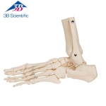 느슨한 발골격 관절 Loose Foot and Ankle Skeleton A31/1 / 나일론으로 연결 / Item: 1019358 [A31/1]