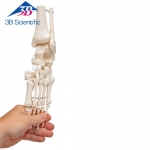 느슨한 발골격 관절 Loose Foot and Ankle Skeleton A31/1 / 나일론으로 연결 / Item: 1019358 [A31/1]