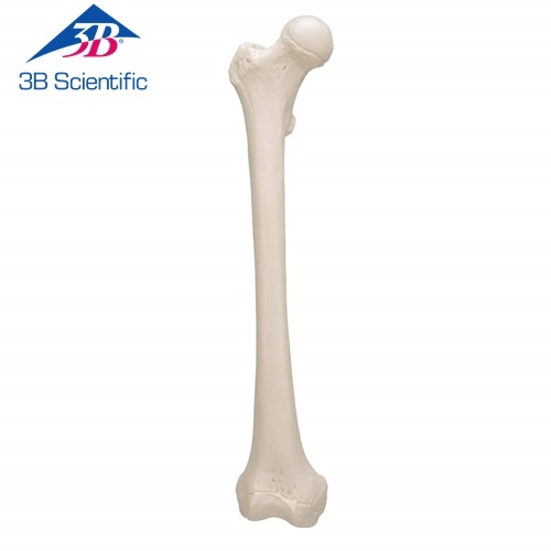 대퇴골 모형 Femur A35/1 / Item: 1019360 [A35/1]