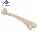 대퇴골 모형 Femur A35/1 / Item: 1019360 [A35/1]