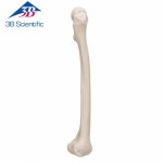 대퇴골 모형 Femur A35/1 / Item: 1019360 [A35/1]