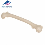 대퇴골 모형 Femur A35/1 / Item: 1019360 [A35/1]