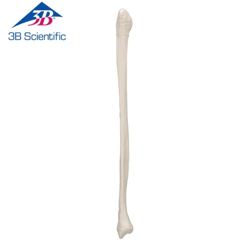 비골 모형 Fibula A35/4 / Item: 1019364 [A35/4]