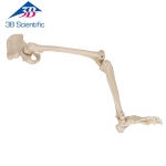 엉덩이 뼈 포함한 다리 골격 모형 Leg Skeleton with hip bone A36 / Item: 1019366 [A36]