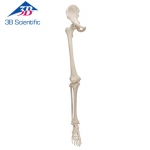 엉덩이 뼈 포함한 다리 골격 모형 Leg Skeleton with hip bone A36 / Item: 1019366 [A36]