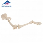 엉덩이 뼈 포함한 다리 골격 모형 Leg Skeleton with hip bone A36 / Item: 1019366 [A36]