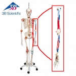 3B Scientific 인체 팔 모형 XA016