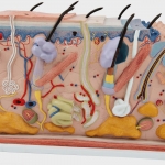 3B Scientific 피부모형 (70배확대) J13 / Skin, Block Model, 70 times full-size