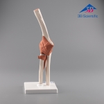 3B Scientific 팔꿈치 관절 모형 A83 Functional Elbow Joint / 주관절 모형