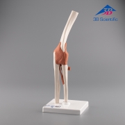 3B Scientific 팔꿈치 관절 모형 A83 Functional Elbow Joint / 주관절 모형