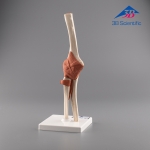 3B Scientific 고급형 팔꿈치 관절 모형 (A83/1)  / Deluxe Functional Elbow Joint Model / 주관절 모형