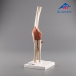 3B Scientific 고급형 팔꿈치 관절 모형 (A83/1)  / Deluxe Functional Elbow Joint Model / 주관절 모형