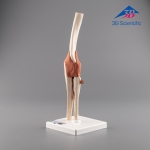 3B Scientific 고급형 팔꿈치 관절 모형 (A83/1)  / Deluxe Functional Elbow Joint Model / 주관절 모형