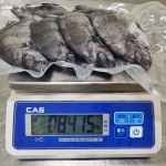 [이만큼산지직송] 국내산 돌돔 1팩 500g (4미)