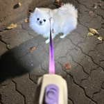[에코펫위드] 강아지 산책 LED 리드줄 (3M)