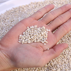 경북 영주 황가네 늘보리 1kg