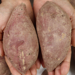 강원도 펀치볼 밤고구마 5kg