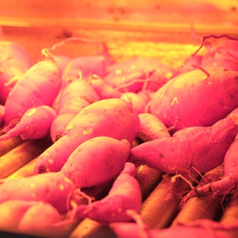 익산 날씬이 고구마 5kg/10Kg (햇꿀)