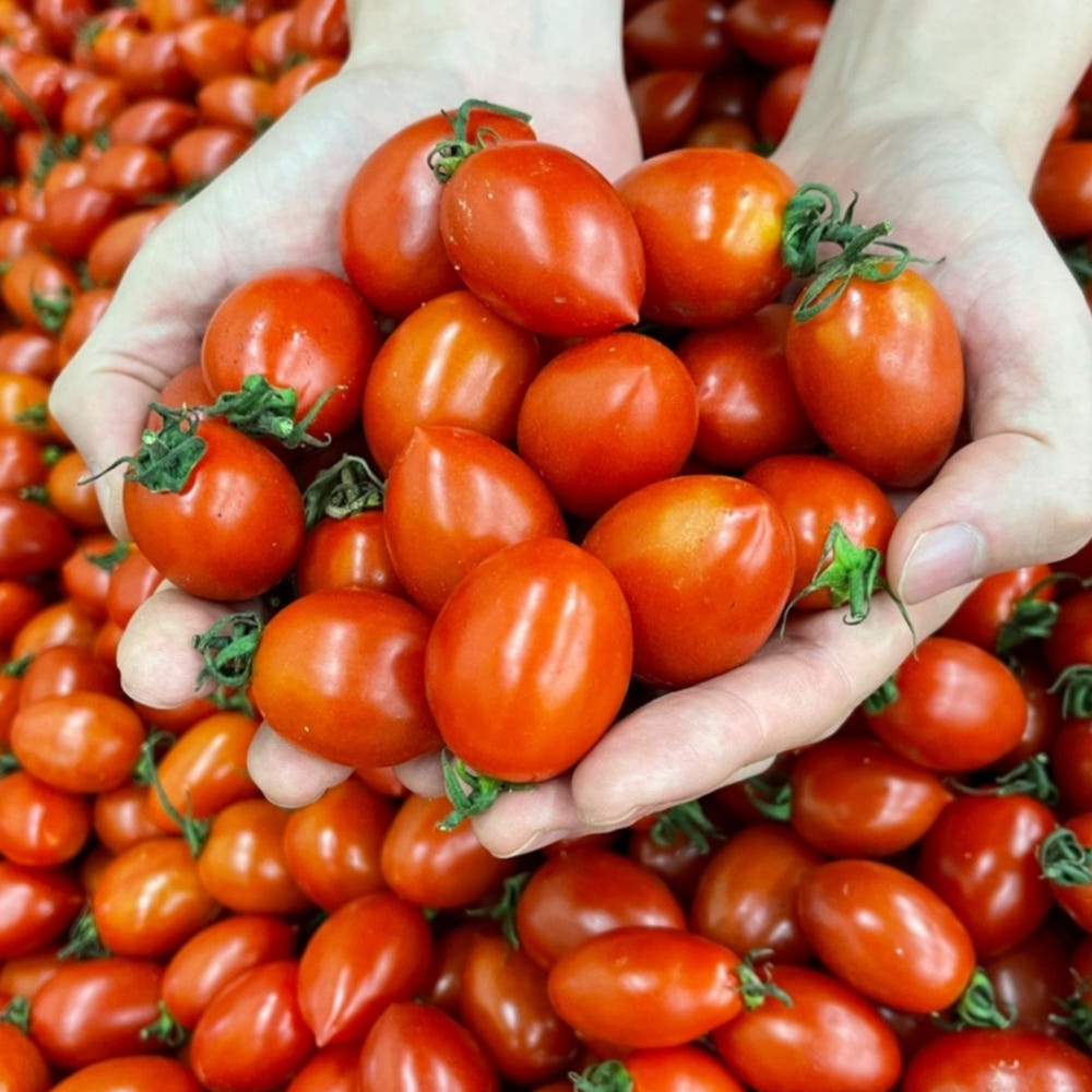 [탑마루] 대추방울 토마토 2kg