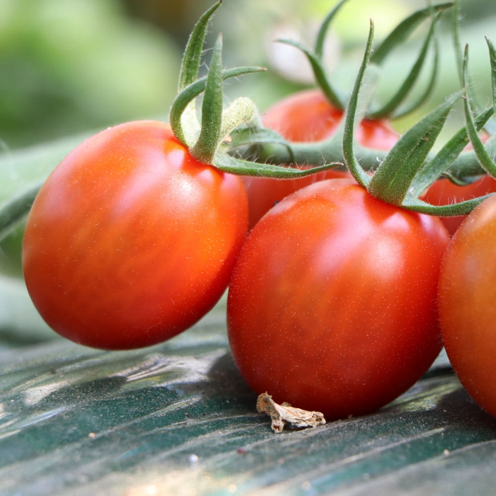 [탑마루] 대추방울 토마토 2kg