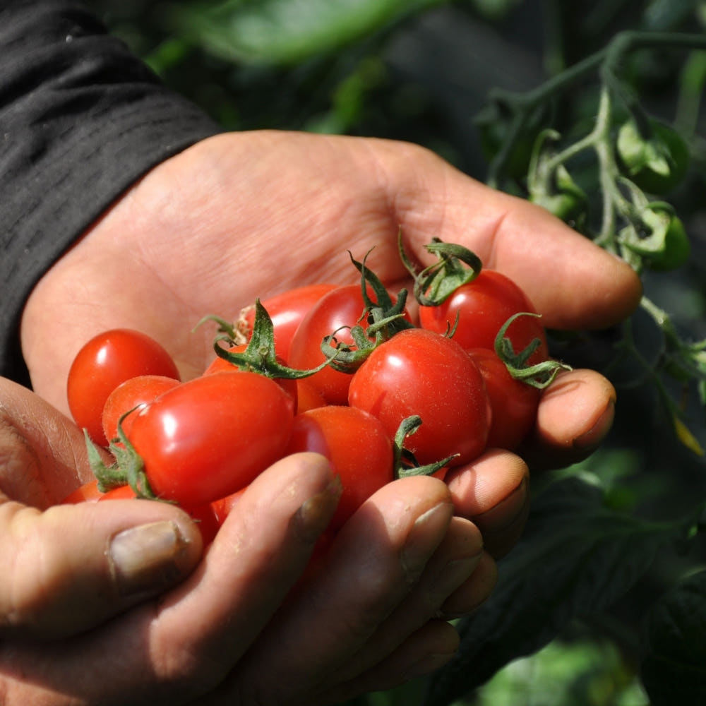 [탑마루] 대추방울 토마토 2kg