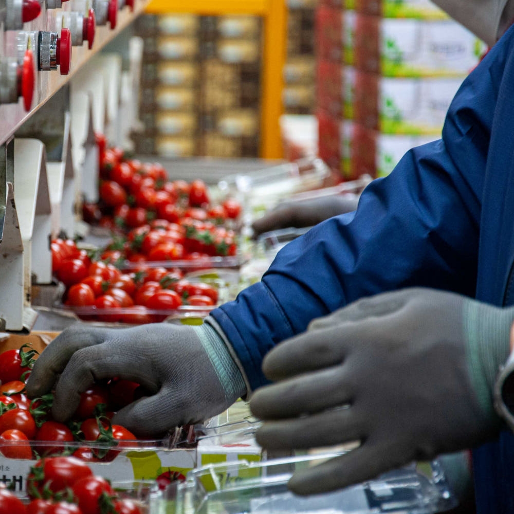 [탑마루] 대추방울 토마토 2kg