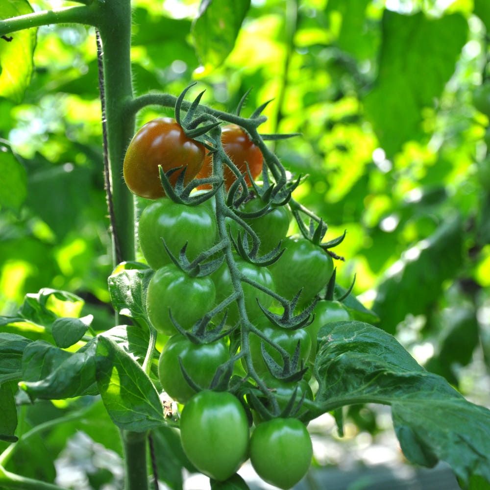 [탑마루] 대추방울 토마토 2kg