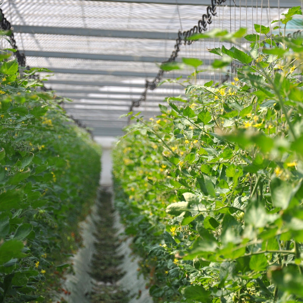 [탑마루] 대추방울 토마토 2kg