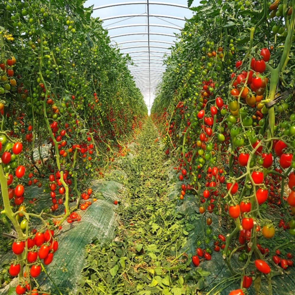 [탑마루] 대추방울 토마토 2kg