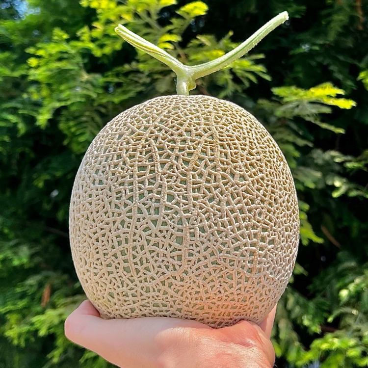 탑마루 프리미엄 고당도 머스크멜론 선물세트 3.2kg 4kg 8kg