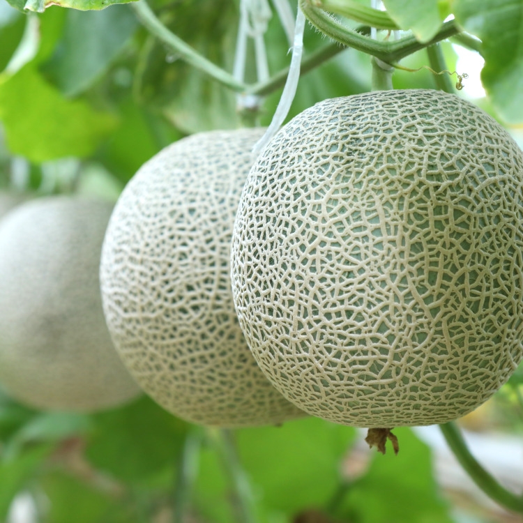 탑마루 프리미엄 고당도 머스크멜론 선물세트 3.2kg 4kg 8kg