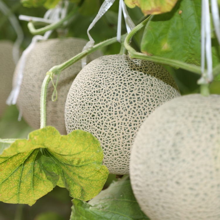 탑마루 프리미엄 고당도 머스크멜론 선물세트 3.2kg 4kg 8kg