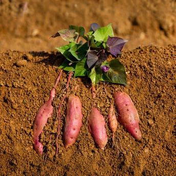 익산 날씬이 고구마 5kg/10Kg (햇밤고구마)