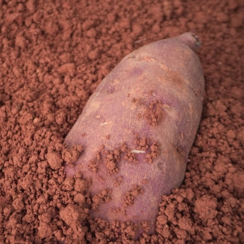 익산 날씬이 고구마 5kg/10Kg (햇밤고구마)