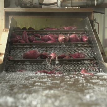 익산 날씬이 고구마 5kg/10Kg (햇밤고구마)